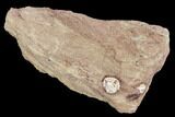Phytosaur (Redondasaurus) Teeth In Sandstone - New Mexico #107065-1